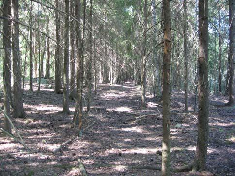 Selvitysalueen laajuus ja hyvä yhteys pohjoissuunnan metsäisille alueille muodostavat hyvät edellytykset monipuoliselle nisäkäslajistolle.