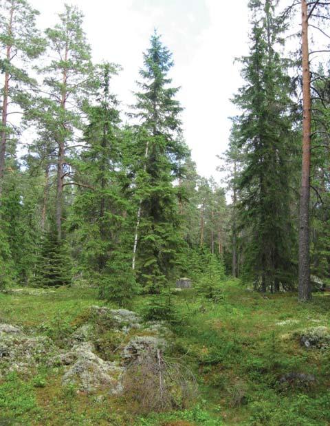 Suurin osa isoista eläimistä tehdyistä havainnoista on hirvihavaintoja.