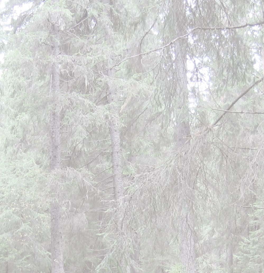5. Tarastenjärvi (***) Voimalinja on tummaverkkoperhosen merkittävä kulkuyhteys Asuttu niitty Tiikonojalla Potentiaalia myös muiden hyönteistöllisten arvojen olemassaoloon Liito-oravan pesintää