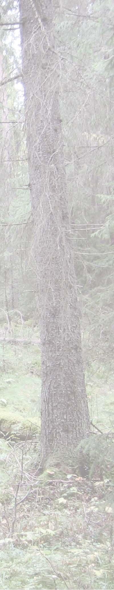 luoteispuolella Avainbiotooppeja kohtalaisesti metsäniityistä vanhaan metsään Mahdollisia metsäluonnon erityisen tärkeitä elinympäristöjä Tiikonojan pohjoispuolella laajahko lehtoa, vanhaa metsää ja