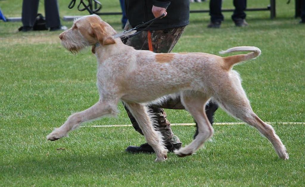 Kuva Sanna Hietala NAHKA: Tiiviisti rungonmyötäinen, paksu ja sileä. Päässä, kurkussa, nivustaipeissa, kainaloissa ja rungon takaosassa ohuempaa, kyynärpäissä pehmeän tuntuista.