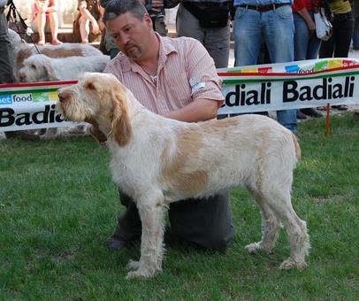 Kuva Club Spinone Italiano KOKO JA PAINO Säkäkorkeus: Urokset 60 70 cm, nartut 58 65 cm. Paino: Urokset 32 37 kg, nartut 28 30 kg.