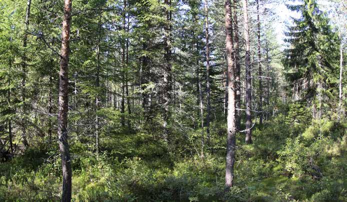 Kanerva, puolukka ja mustikka ovat runsaimpia varpuja. Muita peruslajeja edustavat metsälauha, variksenmarja, kevätpiippo, nuokkutalvikki, metsätähti ja metsäalvejuuri.