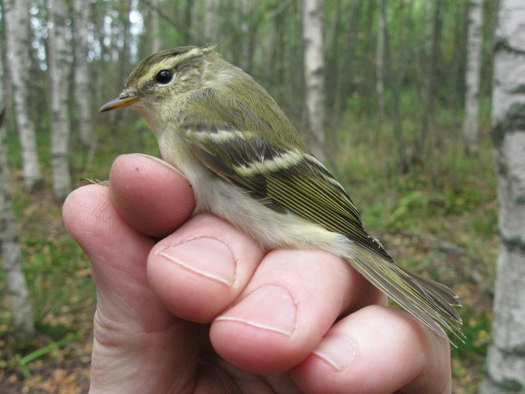 Pohjois-Karjalan Lintutieteellinen Yhdistys ry 13.6.-23.7.2015 2Ä Joensuu Pilkko (H. Hölttä, H. Kontkanen ym.) 15.6.2015 1Ä Joensuu Kytö (J. Salminen, J. Laiho, E. Mäkelä, K. Rissanen) 26.6.2015 1Ä Ilomantsi Sonkaja (H.