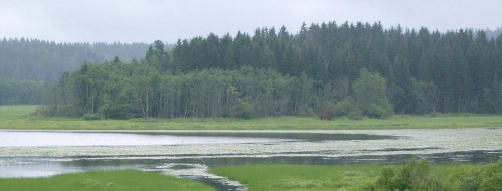 Kuva 4. Arvokkaana lintujärvenä tunnettu Vihdin Vanjärvi kasvaa umpeen, joten se tarvitsee pikaista kunnostusta. Kuva: Ulla Maija Hyytiäinen. 2.