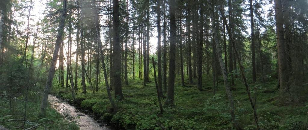 Matinpuron varressa, osaksi kaava-alueen ulkopuolella, on kuusikkoa, joka on puustoltaan luonnontilaisen kaltaista (kuva 12 ja liite 1). Alueella esiintyy liito-oravaa.