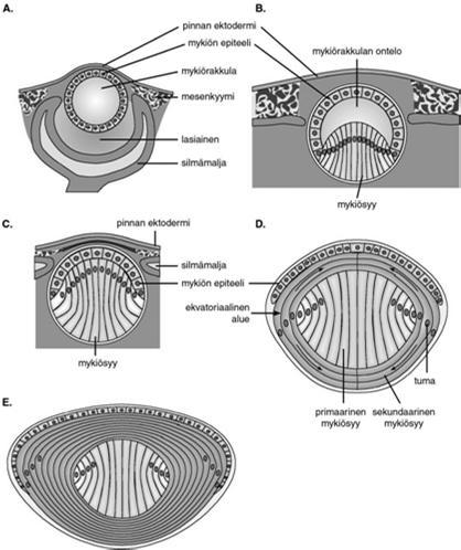 Mykiö kehittyy pintaektodermista, joka vesikkelivaiheen jälkeen irtoaa ektodermista Ektodermin ja mykiön aiheen interaktion seurauksena pintaektodermiin muodostuu läpinäkyvä kornea eli sarveiskalvo