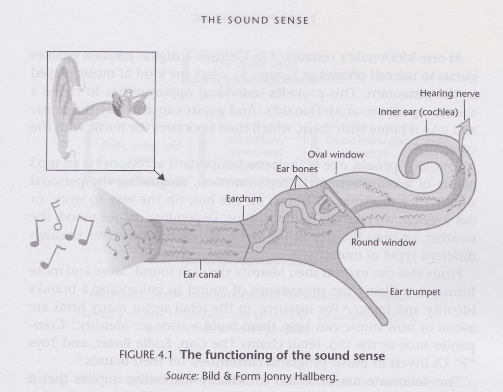 13 Kuuloaisti Ihmiset elävät symbioosissa äänen kanssa, koska korvat kuulevat ääniä koko ajan eikä niitä pysty sulkemaan.