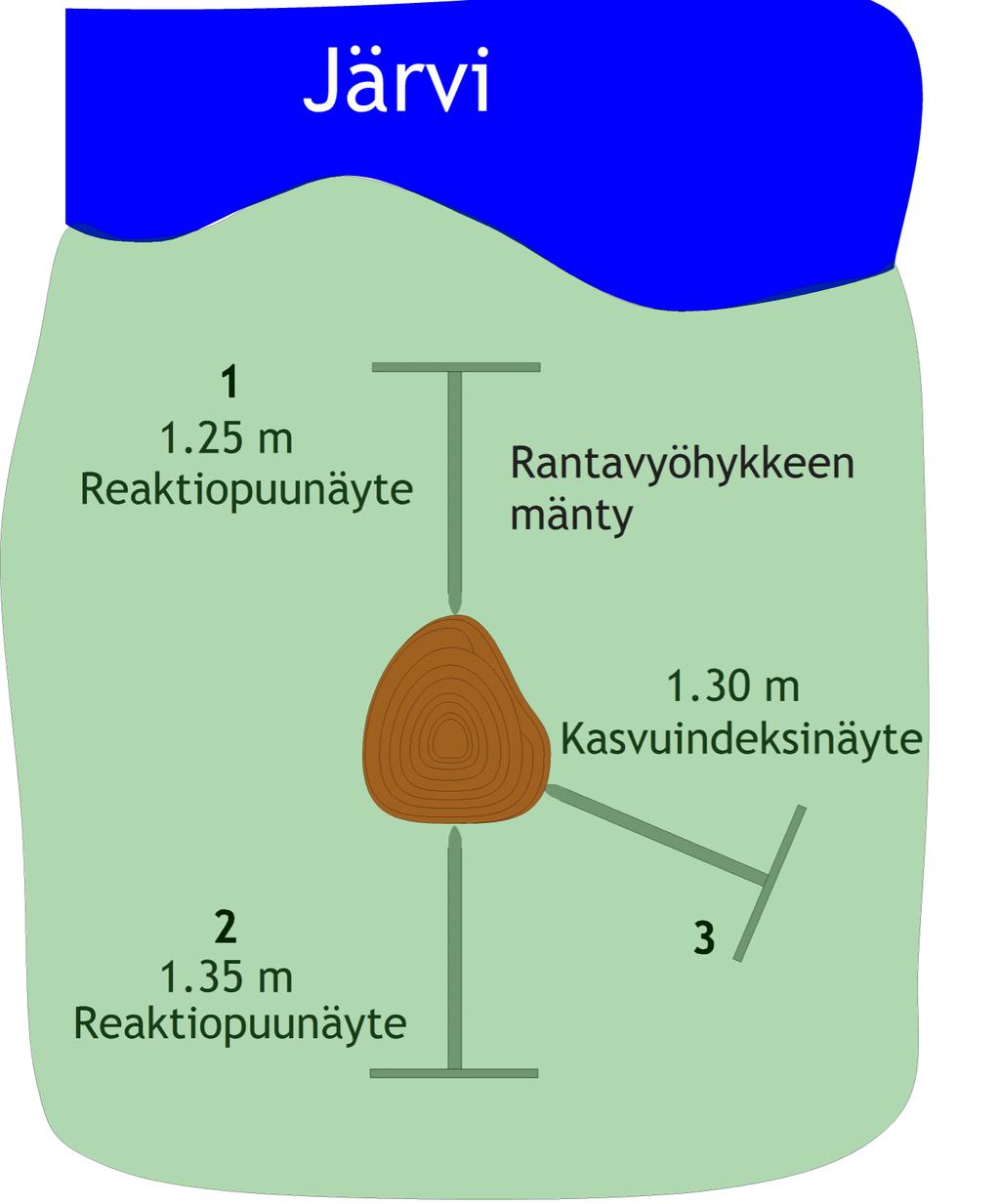 - Kairataan jokaiselta alueelta 30 puuta. - Sovelletaan kasvuindeksikoepuun valintakriteerejä. - Kairaukset voi aloittaa heti - Näytteet läpikairauksena.