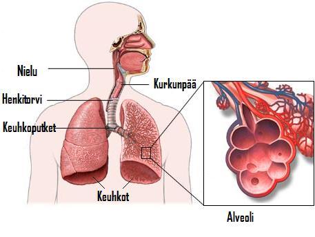 Yleistä diffuusiokapasiteettitutkimuksesta Keuhkojen diffuusiokapasiteetin (lyhenne D L tai DL) mittaaminen on kliiniseen fysiologiaan kuuluva keuhkofunktiotutkimus, jolla pystytään arvioimaan