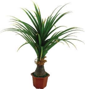 Yucca palmu 421002 8kpl - Korkeus