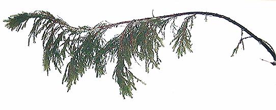 Oksaläpimitta kiehkurassa Mean branch diameter (cm) 3.