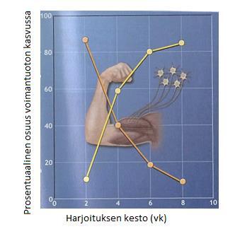 14 4 VOIMAHARJOITTELUN VAIKUTUKSET HERMO- LIHASJÄRJESTELMÄÄN Pitkään jatkunut voimaharjoittelu voi johtaa muutoksiin lihaksen rakenteellisissa mekanismeissa ja hermostollisissa ohjausmekanismeissa.