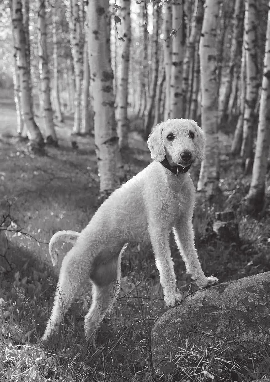 Bedlington