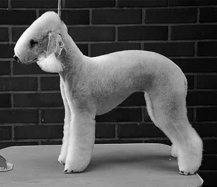 Riitta-Maija Liikanen kennel Meripihkan Ensimmäisen bedlingtonini SF MVA 1. Peggen Blue Pop Boyn sain 1967. Ensimmäinen Meripihkan-pentue syntyi 1981, ja olen kasvattanut yhteensä 12 pentuetta. 2.