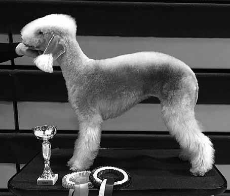 Suvi Kuivanen kennel Cuenta s 1. Sain ensimmäisen bedlingtonini jouluna 2004, jolloin Helmi (Tanzara Odessa), muutti meille.