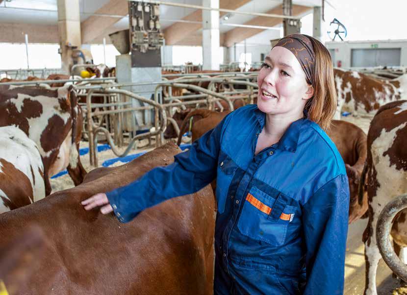elävästä elämästä Ayrshire on Jennin rotu. Minimi on 11 000 Lypsikit L I V E N Ä Jenni ja Eero Väänänen esittelevät hienoa ayrshirekarjaansa elokuussa Lypsikit Livenä -tapahtumassa.