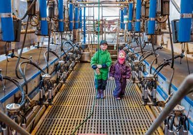 Siemennyksiä tiineyttä kohden on 1,71 ja poikimaikä on 24,8 kuukautta. Tiina Tahvonen hoitaa kuitenkin annostilaukset.