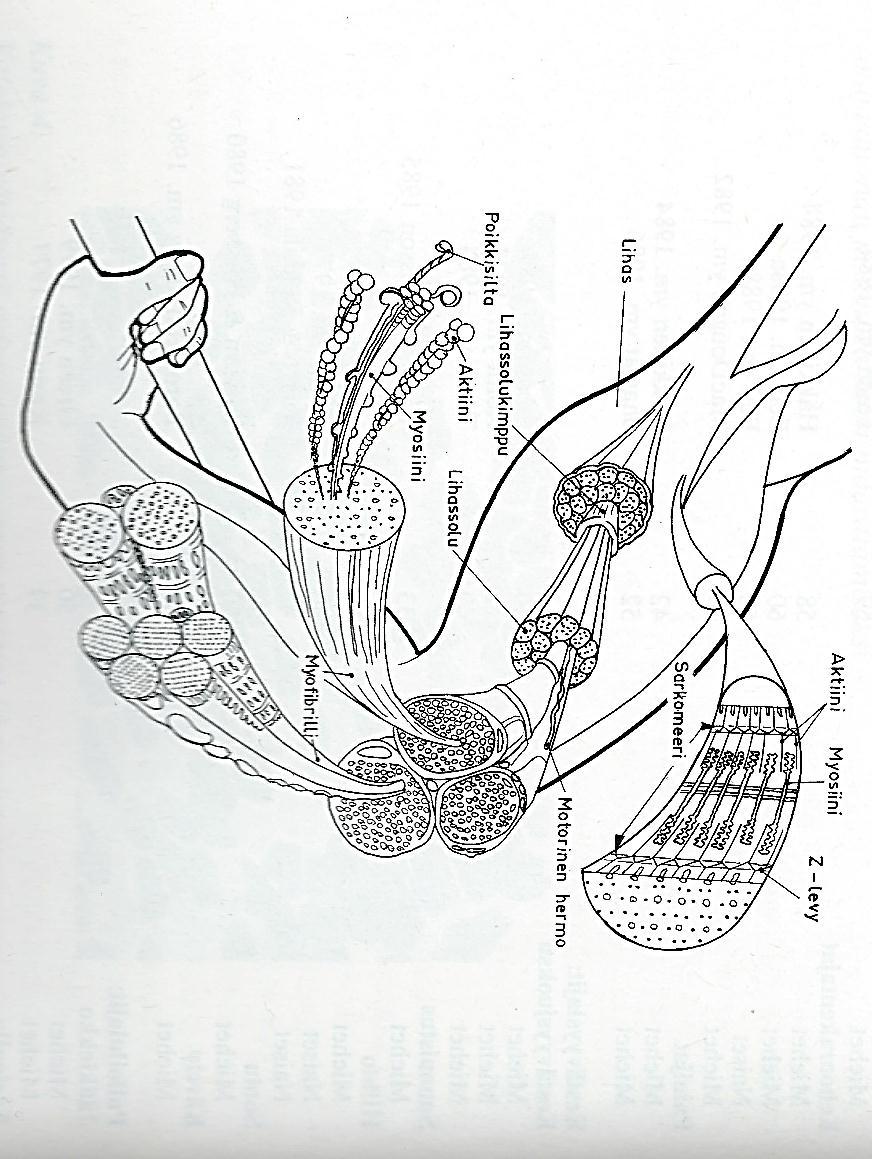 19 KUVA 2. Lihaksen rakenne. (Häkkinen 1990, 18).