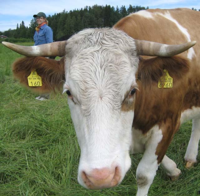 Atrialaiset tuotantoeläimet voivat hyvin Suomessa eläinten kasvatuksessa ei käytetä kasvunedistäjiä tai hormonivalmisteita.