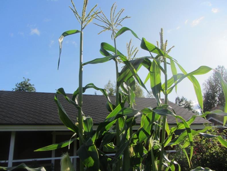 Maissi Lyhyen päivän kasvi ja lämmön tarve Yleistyminen Jalostus, uudet lajikkeet Teknologinen kehitys viljelyssä, rehun korjuussa,