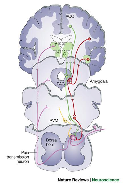 opioidit (Fields, Nat Revs Neurosci 2004)