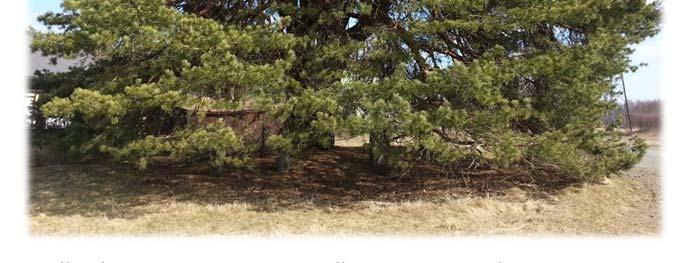 Puu on syrjäisehkön sijaintinsa vuoksi saanut kasvaa rauhassa. Keisarinmännyn tarkkaa ikää ei tiedetä, mutta arviolta se on noin 400 vuotta vanha. Se on Suomen paksuin mänty.