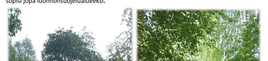 Tiilimakasiinin länsipuolella oleva kynäjalava ei kuulu luonnonmuistomerkkiin, mutta lajina puu on
