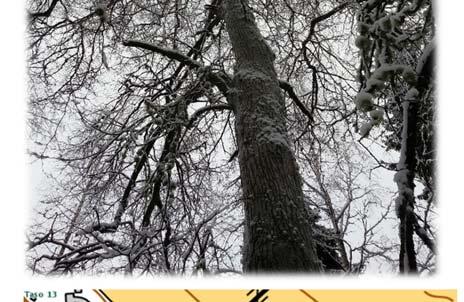 Uhrikiven luona oleva vanha metsälehmus on noin 14 m korkea ja 120 cm rinnan ympärysmitaltaan. Tämä puu lienee iältään yli 200 vuotta vanha.