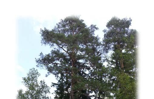 iso mänty on maalaistalon pihapiirissä kasvava elinvoimainen puu, jonka runkoa