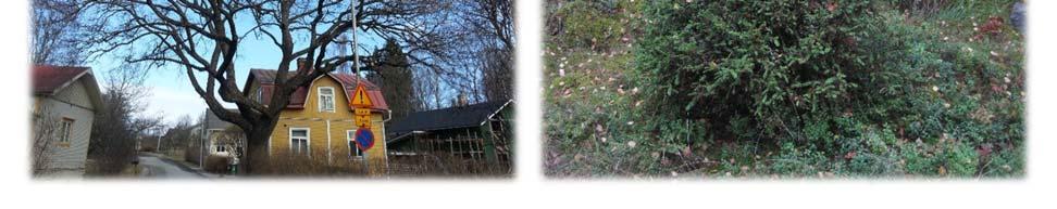Seuraavassa on muutamia kuvia Hämeenlinnassa sijaitsevista merkittävistä puista, joita