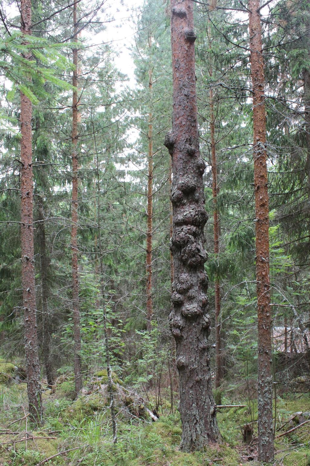 Elokuu 2017 JUHLI LUONTOA! JUHLI JANAKKALAN LATUA!