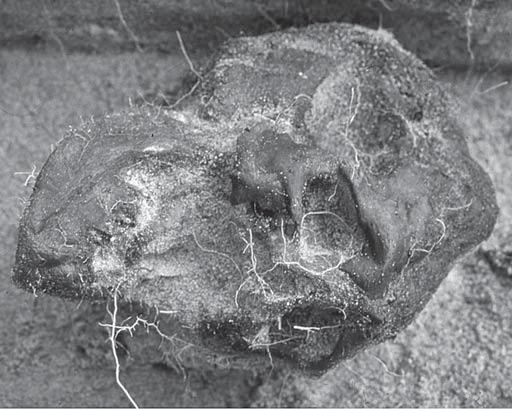 Milton Núñez Fig. 3. Close up of the skull of grave 203 in situ. Observe the anomalous craniofacial features with a marked protuberance in the bregma region and a deformed, somewhat asymmetric face.