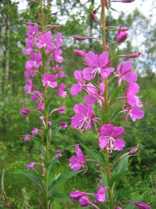 Maukkaita hetkiä luonnontuotteiden parissa toivottaa: Arktiset Aromit ry.