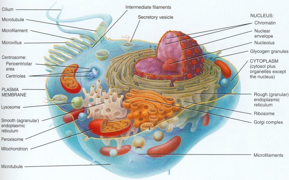 Chapter 2. What s Inside Cells 26 Biologinen kysymys: Miten solut toteuttavat ja hoitavat niissä jatkuvasti käynnissä olevan valtavan määrän kemiallisia prosesseja ja reaktioihin osallistuvia aineita?