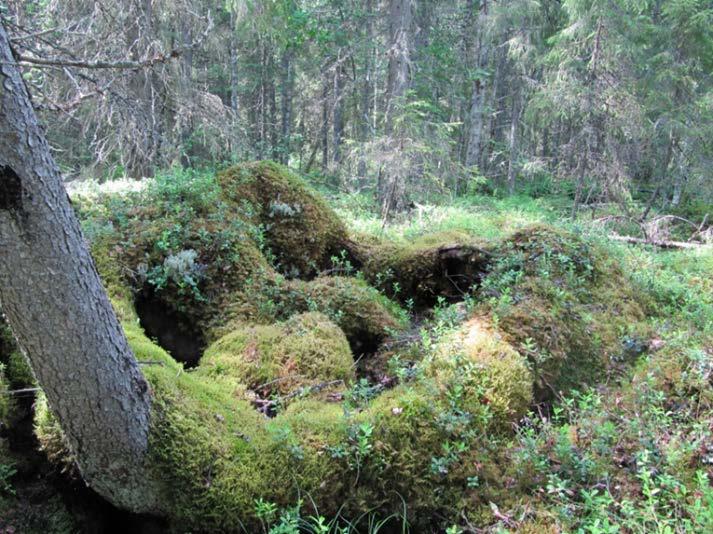 Näkymä, jota ei talousmetsästä löydä. Onko tässä Rytinkorvesta otetussa kuvassa lastenlaulun Mörrimöykyn kolo?