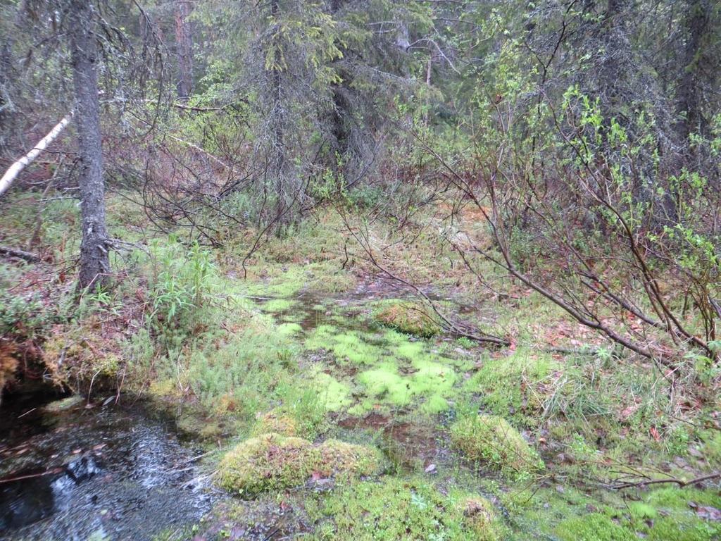 8 ARVOKKAAT LUONTOKOHTEET JA LAJISTO Arvokkaita luontokohteita ovat luonnonsuojelulain, vesilain ja metsälain mukaiset luontotyypit, Suomen uhanalaiset luontotyypit (Raunio ym.