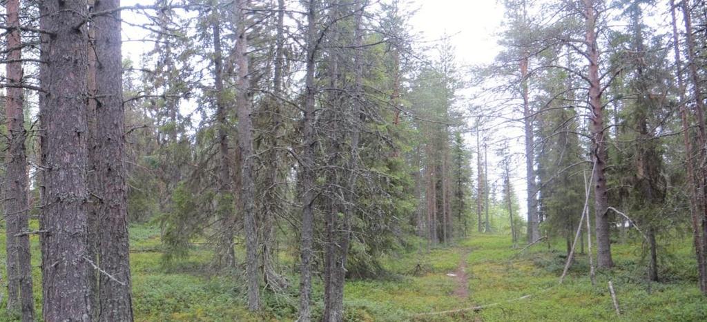 5 SUOJELUALUEET Immeljärven pohjoispuolen asemakaava-alueella ei ole luonnonsuojelualueita. Lähin Natura-alue on Ounasjoki (FI1301318) noin 4,2 km Immeljärven asemakaava-alueelta itään.