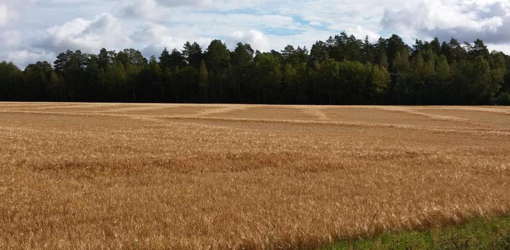 Maan tiivistymisen vaikutukset ja niiden kestoaika Sisältö Maan rakenne ja kasvukunto.