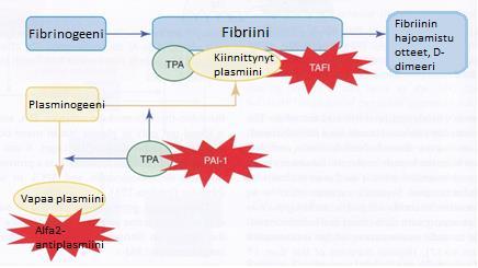 13 Kiinnittyessään fibriiniin plasmiini pysyy suojattuna alfa2-antiplasmiinilta, jonka tehtävä on inaktivoida vapaa plasmiini ja näin myös kontrolloida sen toimintaa hyytymän ulkopuolella.