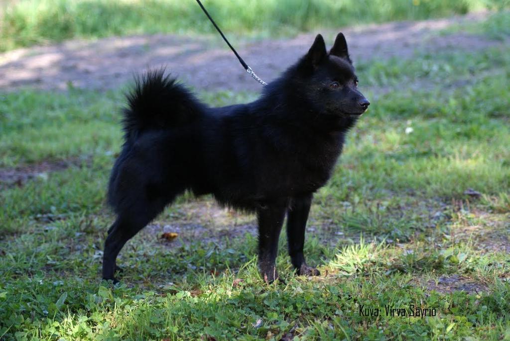 Jalostustarkastetut schipperket 2014 Tässä katalogissa julkaistaan niiden vuonna 2014 jalostustarkastettujen ja jalostustarkastuksen hyväksytysti läpäisseiden schipperkeiden