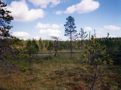 Turvetuotannon kosteikot Soveltuvat myös metsätalouteen Ojitettu pintavalutuskenttä Ojittamaton pintavalutuskenttä Käyttöön 1990-luvun alussa Luettiin