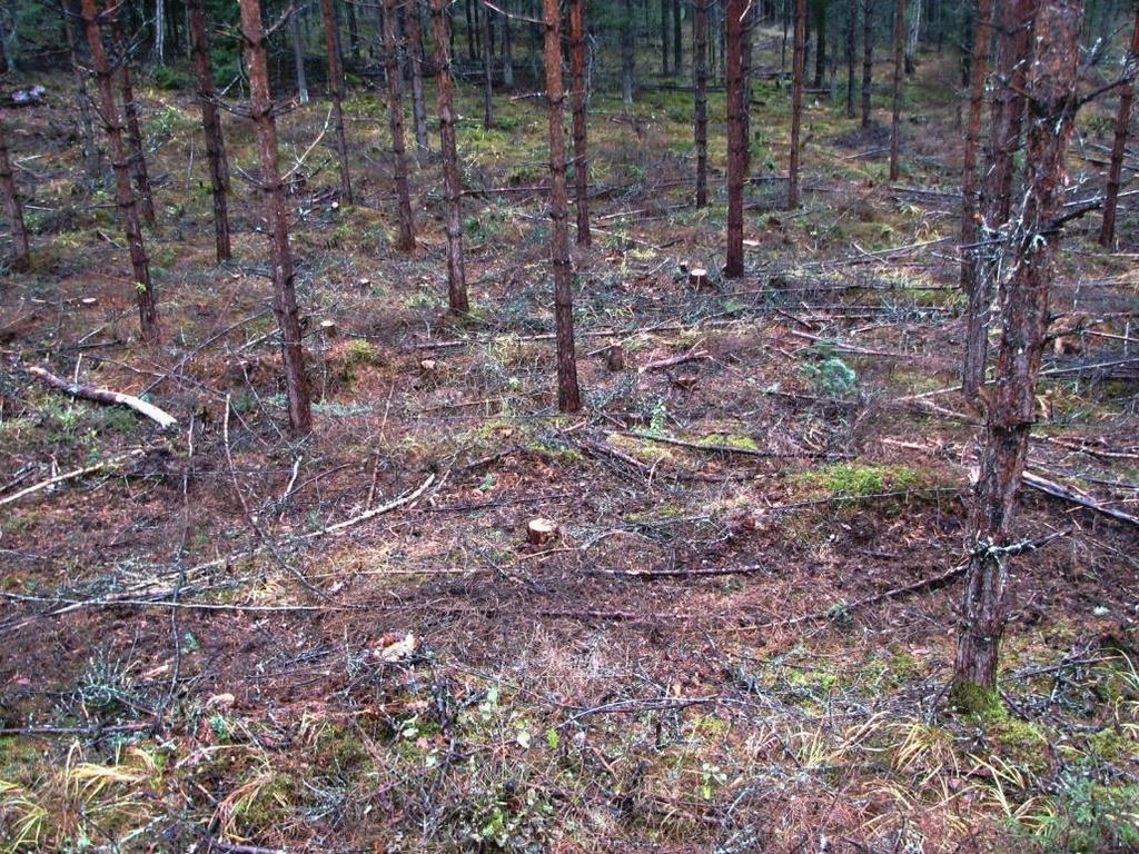 Tyvitervastaudin torjunta Terveen metsän suojaaminen itiötartunnalta 1. Hakkuu talvella.