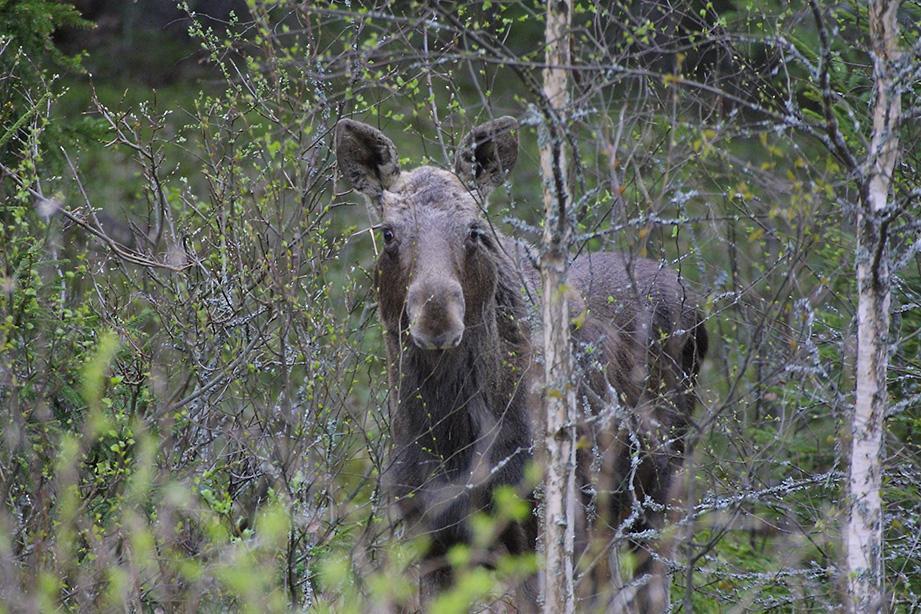 Uudistaminen koivulle - Puhdas koivikko kestävä männynjuurikäävälle -Kasvupaikka ei