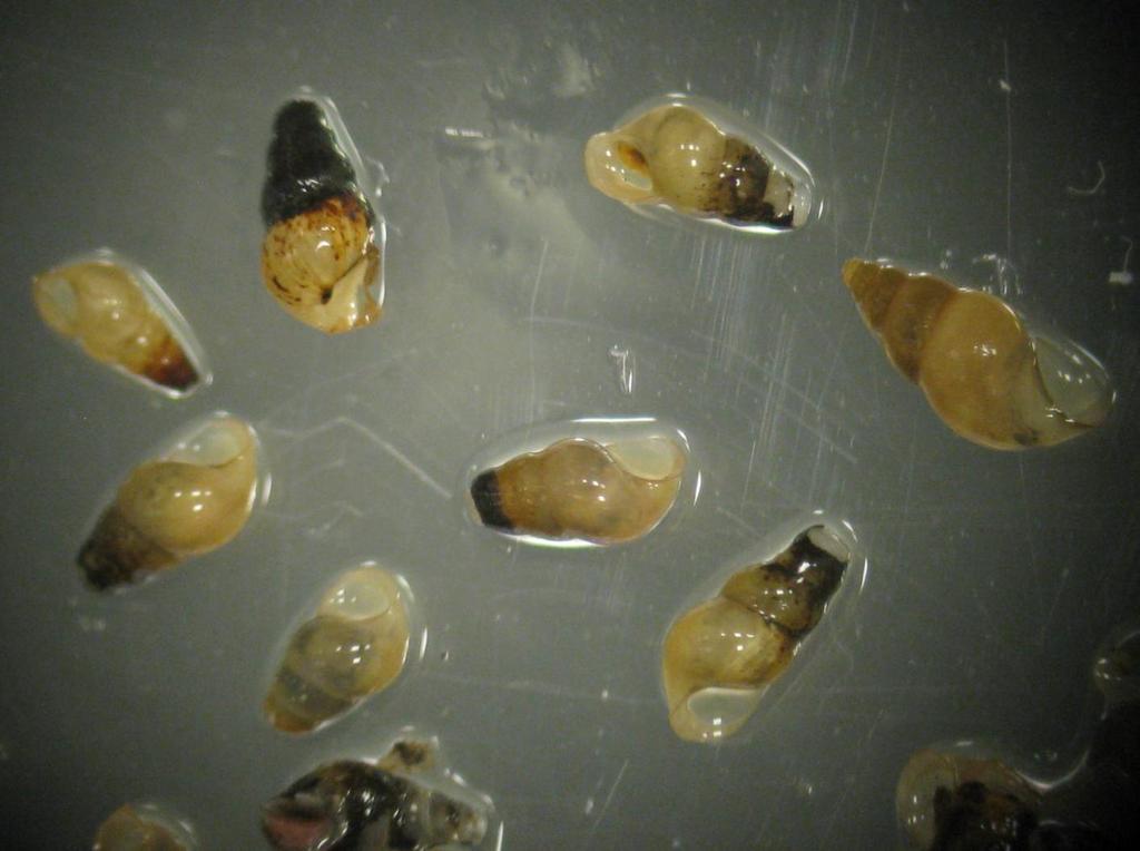 tarkasteltuna näyteasemalla K1 sukkulakotilot (Hydrobidae sp.) ja asemilla K2 ja K3 liejusimpukat.