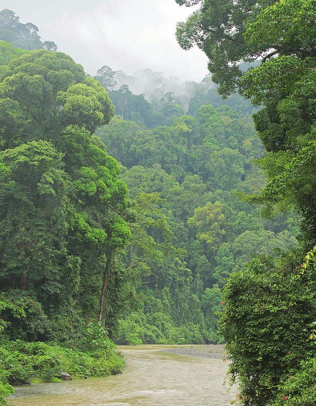 toiselle liihotteleviksi varjoiksi. Matkamme Borneon salaisuuksiin alkaa sademetsien ekosysteemiin tutustuen ja orankien elämää pääsemme seuraamaan tarkemmin sitten vielä Indonesian puolella.
