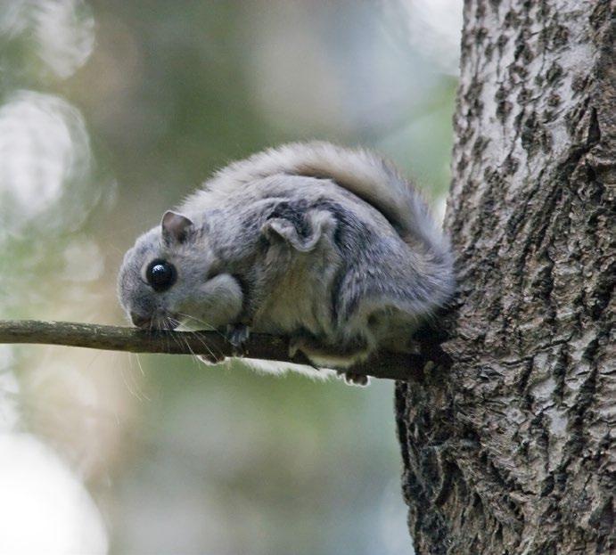 Liito-orava Pteromys volans Perustietoa lajista Liito-orava on jyrsijöihin kuuluva nisäkäs, jonka selkäpuoli on hopeanharmaa ja vatsapuoli lähes valkea.