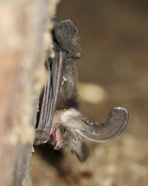 Korvayökkö Plecotus auritus Perustietoa lajista Korvayökkö on perusväritykseltään harmahtavan ruskea lepakko, jonka vatsapuoli on hieman vaaleampi.