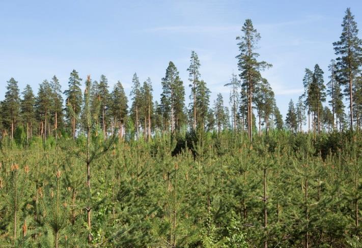 Suomen metsät
