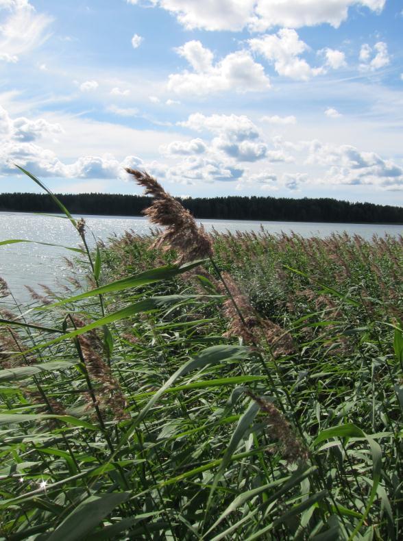Suomessa järviruoko on kauttaaltaan yleinen lukuun ottamatta pohjoisen tunturialueita.